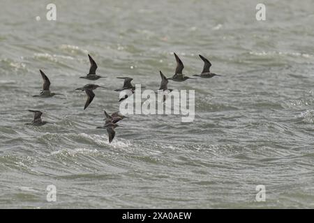Un Godwit dai bar che si innalza sopra l'oceano nel cielo Foto Stock