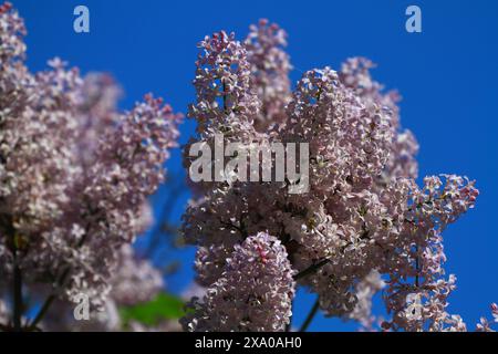 Fiori viola sui rami degli alberi alla luce del giorno Foto Stock