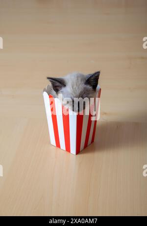 Un adorabile gattino che nuota tranquillamente in una scatola su un tavolo da una vista a volo d'uccello Foto Stock