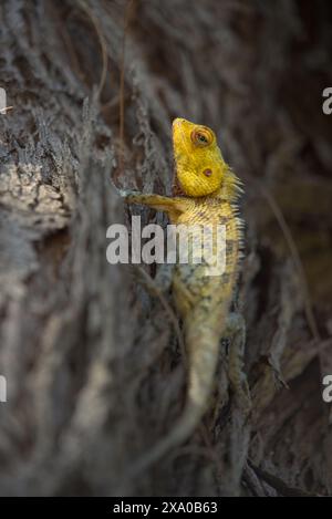 Una lucertola del Giardino Orientale giallo seduta su un'aspra corteccia Foto Stock