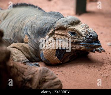 Un'iguana adagiata su un terreno sabbioso in uno zoo Foto Stock