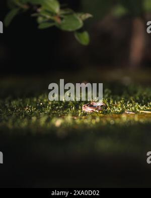 Una rana tra foglie cadute in uno stagno tranquillo Foto Stock