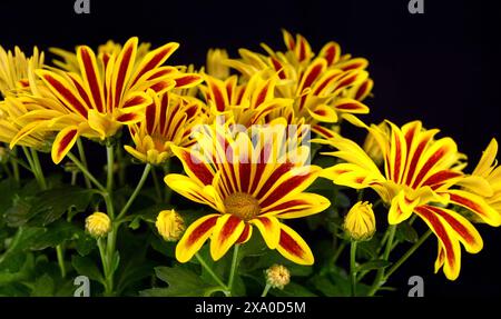 Splendido crisantemo arancione primaverile, Gazania o comunemente chiamato tigre del nuovo giorno Foto Stock