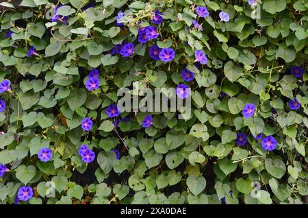 bellissimi fiori blu di gloria mattutina. L'Ipomoea indica è una specie di pianta da fiore della famiglia delle Convolvulaceae. Gloria mattutina blu, Foto Stock