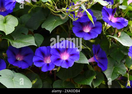 bellissimi fiori blu di gloria mattutina. L'Ipomoea indica è una specie di pianta da fiore della famiglia delle Convolvulaceae. Gloria mattutina blu, Foto Stock