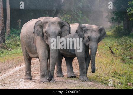 Due elefanti in piedi insieme su un sentiero nella giungla Foto Stock