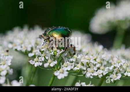 Natur Kupfer-Rosenkaefer Ein Kupfer-Rosenkaefer Protaetia cuprea, auch Variabler Rosenkaefer genannt, sitzt auf einer Doldenbluete und saugt Nektar. Er ist ein Kaefer aus der Unterfamilie der Rosenkaefer, Die zur Familie der Blatthornkaefer gehoert. Der Kupfer-Rosenkaefer wird zur Untergattung Netocia gerechnet. Der Kaefer gilt im deutschen Gesetz als besonders geschuetzte Art. 25.5.2024 *** Nature Copper rose chafer Protaetia cuprea , noto anche come chafer di rose variabile, siede su un fiore umbellato e succhia il nettare si tratta di uno scarabeo della sottofamiglia di chafer di rose, whic Foto Stock