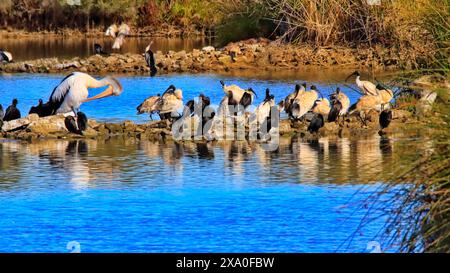 I pellicani a Greenfield Wetlands, Australia meridionale Foto Stock