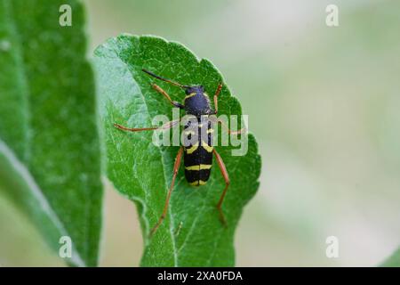 Natur Gewoehnlicher Widderbock Ein Gewoehnlicher Widderbock Clytus arietis, auch Echter Widderbock, Wespenbock, Buchen-Widderbock genannt, sitzt auf einem Blatt in einem Apfelbaum. schwarz-belbe Musterung sieht er Wespen aehnlich, era ihn vor Fressfeinden schuetzt. In der Bundesartenschutzverordnung ist der Kaefer als besonders geschuetzt ausgewiesen. 18.5.2024 *** natura Un comune scarabeo di ariete Clytus arietis , noto anche come il vero scarabeo di ariete, scarabeo di vespa, siede su una foglia di un albero di mele il suo motivo nero e giallo lo rende simile alle vespe, che lo protegge Foto Stock