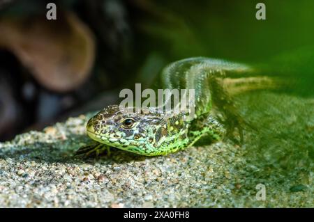 Un primo piano di una minuscola lucertola verde su una roccia ombreggiata Foto Stock