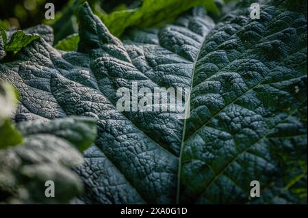 Un primo piano di una grande foglia di pianta Foto Stock