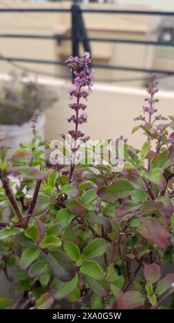 Una foto verticale dei fiori di Tulsi, noto anche come basilico santo, in India Foto Stock