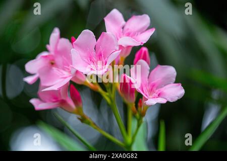 Fiore di Oleander comunemente noto come Raktakarabi. Foto Stock