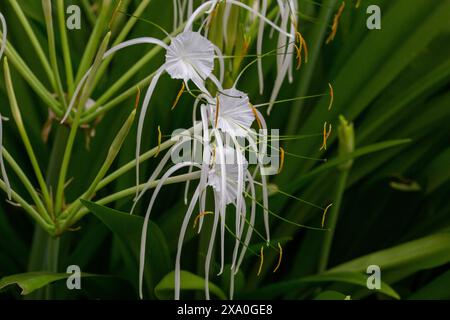 Spumeggiante ragno o verde-tinge spiderlily. Foto Stock