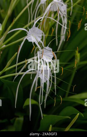 Spumeggiante ragno o verde-tinge spiderlily. Foto Stock