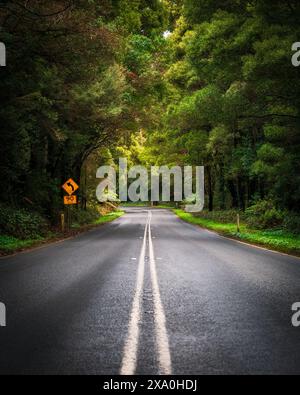 Una strada panoramica vuota che si snoda attraverso una lussureggiante foresta verde. Australia Foto Stock