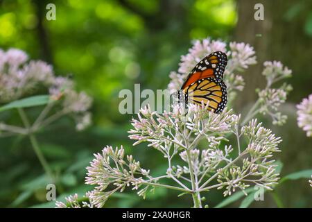 Una farfalla siede su fiori rosa della foresta Foto Stock