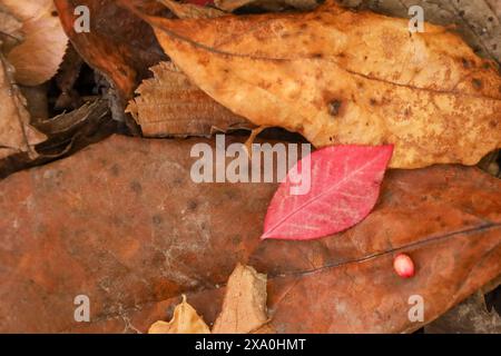 Due foglie cadute con palla rosa a terra Foto Stock