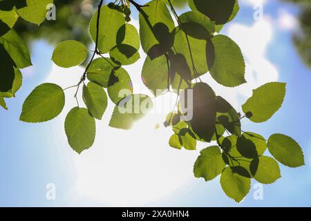 La luce del sole filtra attraverso un rigoglioso fogliame di alberi verdi Foto Stock