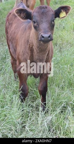 Una piccola mucca bruna o un bullo in un campo a Beal North Yorkshire nel Regno Unito Foto Stock