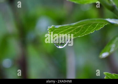 Una piccola goccia d'acqua che poggia su una lussureggiante foglia verde Foto Stock