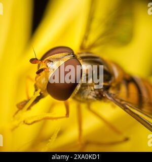 Un primo piano di una mosca arroccata su un delicato fiore. Foto Stock
