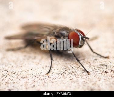 Una piccola mosca nera con una testa arancione arroccata su una superficie. Foto Stock