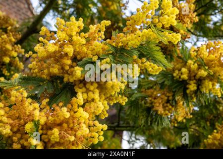 Fioritura primaverile di acacia dealbata, verricello d'argento, verricello blu o mimosa, specie di piante in fiore nella famiglia delle legumi Fabaceae Foto Stock