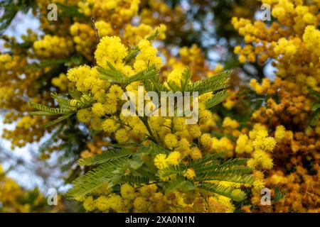 Fioritura primaverile di acacia dealbata, verricello d'argento, verricello blu o mimosa, specie di piante in fiore nella famiglia delle legumi Fabaceae Foto Stock