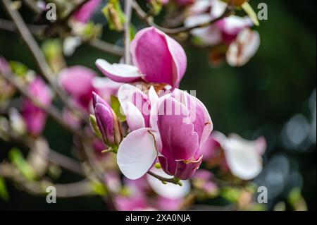 Cielo azzurro e fiore rosa della Magnolia stellata albero ornamentale in primavera Foto Stock