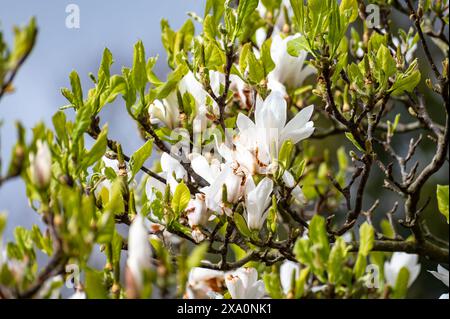 Fiore bianco della Magnolia stellata albero ornamentale in primavera Foto Stock