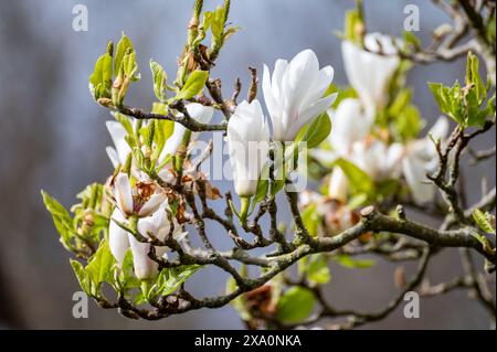 Fiore bianco della Magnolia stellata albero ornamentale in primavera Foto Stock