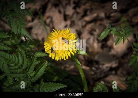 Un primo piano di un'ape e un hoverfly su un dente di leone giallo in un campo Foto Stock