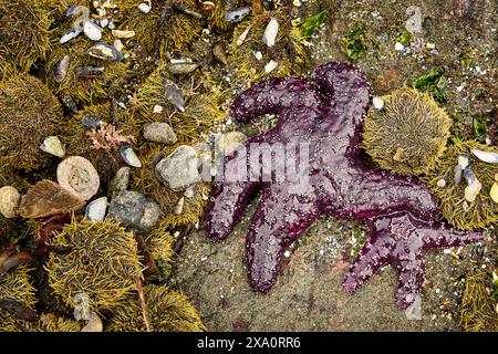 Una grande e piccola stella marina viola in un letto di ricci di mare affollati e conchiglie rotte una spiaggia sabbiosa sull'oceano. Foto Stock