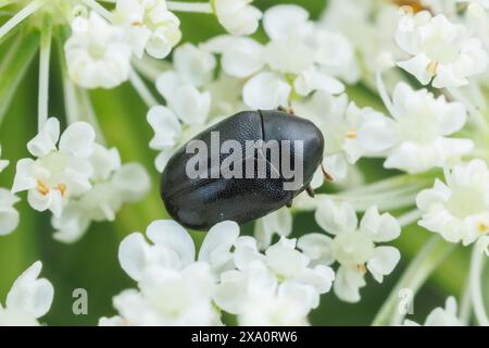 Scarabeo cutaneo (Orphilus ater) sulla carota selvatica (Daucus carota). Foto Stock