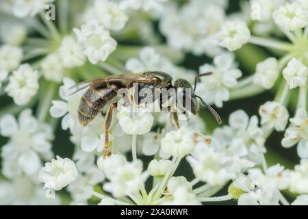 Ape sudorata (Lasioglossum imitatum) sulla carota selvatica (Daucus carota). Foto Stock
