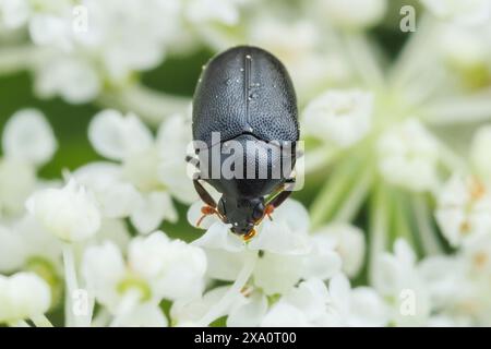 Scarabeo cutaneo (Orphilus ater) sulla carota selvatica (Daucus carota). Foto Stock