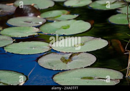 Una rana arroccata su ninfee verdi nei giardini botanici di Norfolk, Norfolk, Virginia Foto Stock