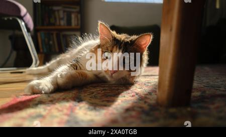 Un gattino carino che si gode il tramonto mentre si rilassa sul soggiorno di un tappeto Foto Stock