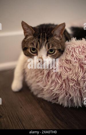 Un gatto siede accanto a un peluche rosa su un pavimento di legno Foto Stock