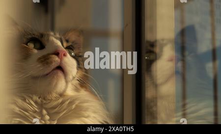 Un gattino dorato carino che si gode il tramonto mentre si rilassa alla finestra Foto Stock