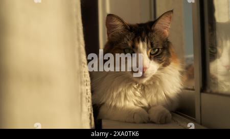 Un gattino carino che si gode il tramonto mentre si rilassa alla finestra Foto Stock