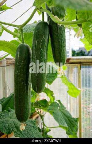 I cetrioli che crescono in una serra nel sud della Germania. Foto Stock