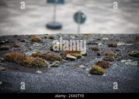 Alcuni muschi si sono formati su un vecchio tetto di catrame Foto Stock