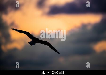 Un uccello solitario che sorvola le nuvole del tramonto Foto Stock