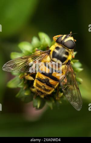 Ape con gambe piene di polline sulla pianta Foto Stock