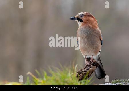 Un primo piano di Jay eurasiatico appollaiato su un ramo d'albero che guarda avanti Foto Stock