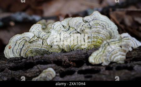 Funghi verdi di coda di tacchino sul tronco caduto nella foresta dell'Ontario, Canada Foto Stock