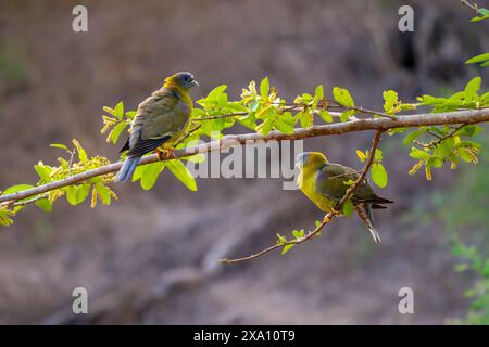 Piccione verde dai piedi gialli Foto Stock