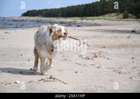 Un pastore australiano che gioca con un bastone sulla spiaggia sul Mar Baltico in Estonia Foto Stock